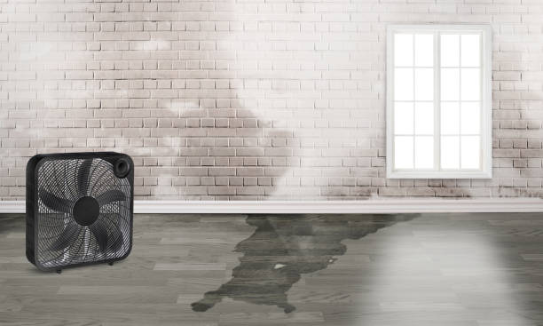 Best Mold removal after water damage  in Allen, TX